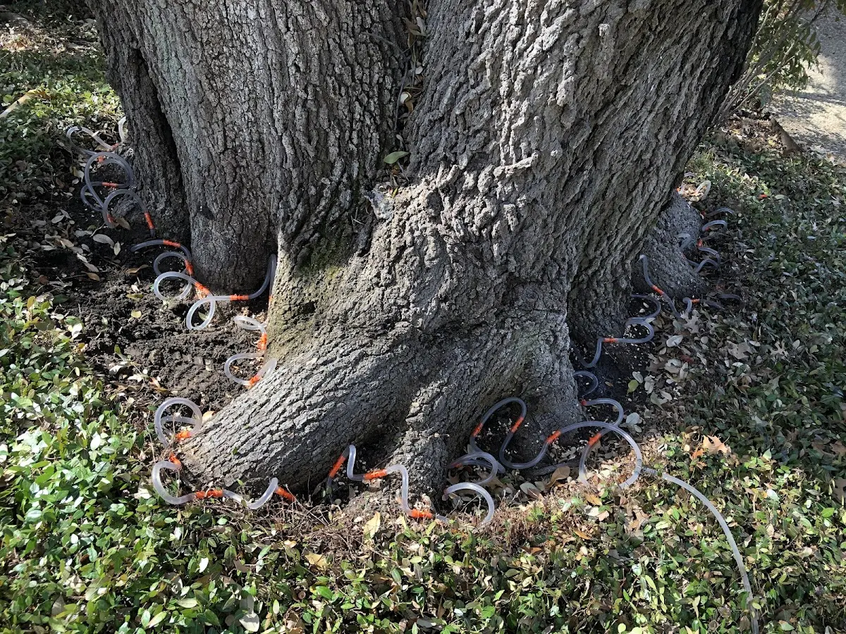 Detailed Tree Cabling and Bracing job site in Sarah Ann