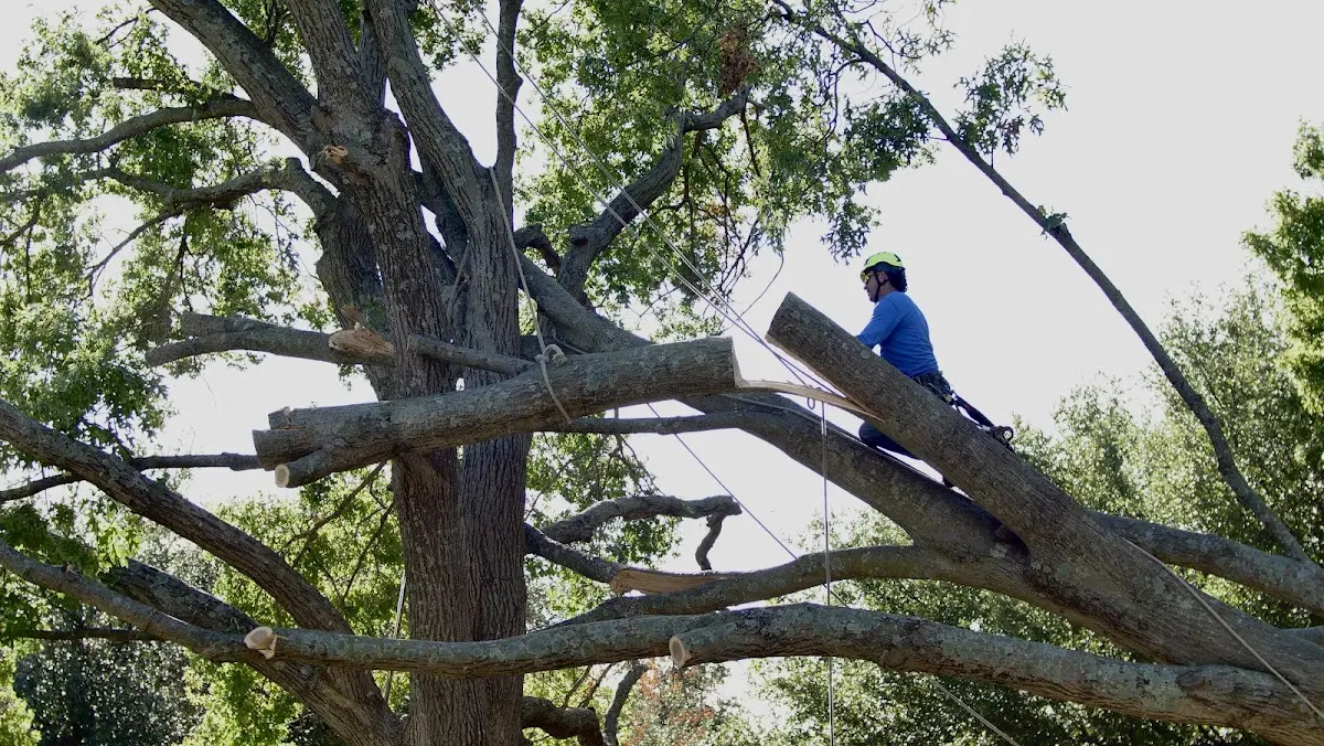 Professional Hazardous Tree Removal performed by certified arborists in Sarah Ann
