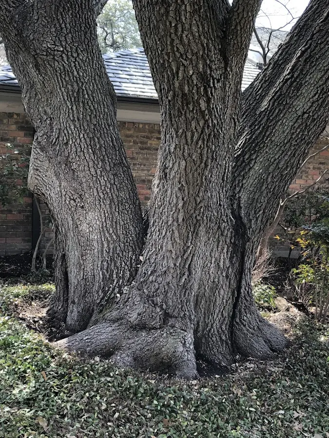 Mature heritage tree close to a Sarah Ann property cared for by certified arborists